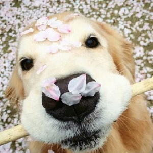 中国人激烈吮乳吃奶头
